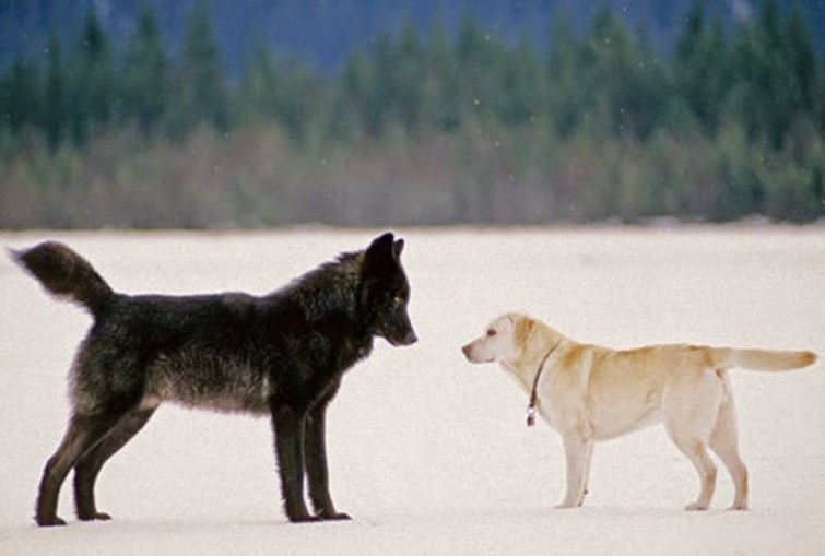 cane e lupo