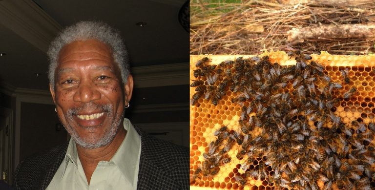 Morgan Freeman trasforma il suo Ranch di 124 acri in un santuario di api per salvare il pianeta