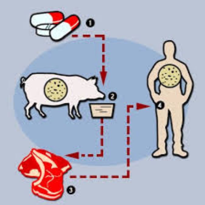 antibiotici animali allevamenti