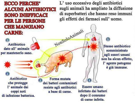 antibiotici carne