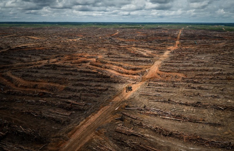 deforestazione la grande foresta pluviale spazzata via da nestlè e unilever