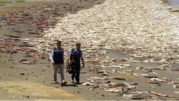 disastro ambientale Cile calamari giganti