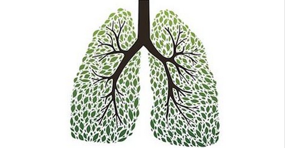 erbe polmoni sistema respiratorio