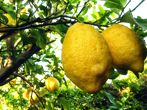 limoni turchi bifenile