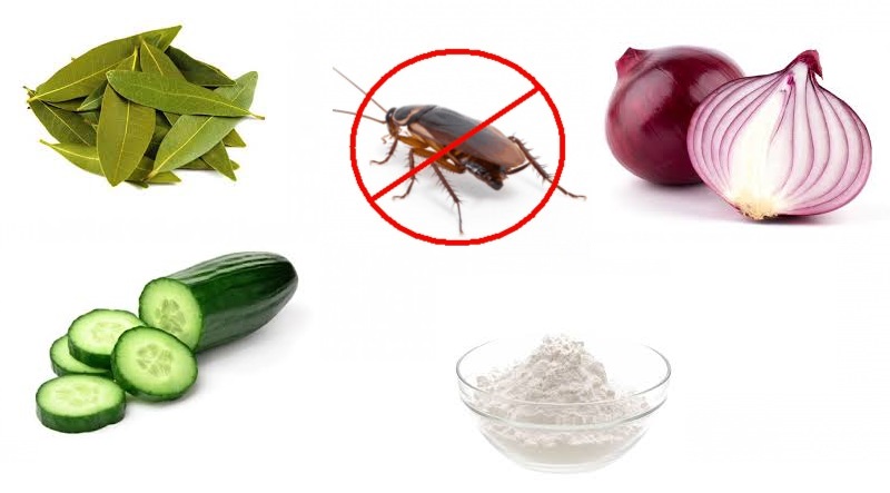 rimedi naturali contro gli scarafaggi