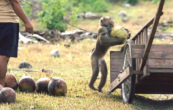 scimmie ridotte in shiavitù per raccogliere noci di cocco