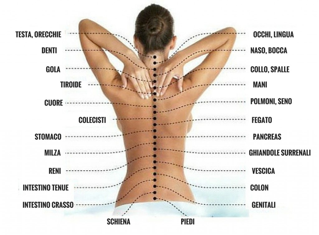 spina dorsale organi