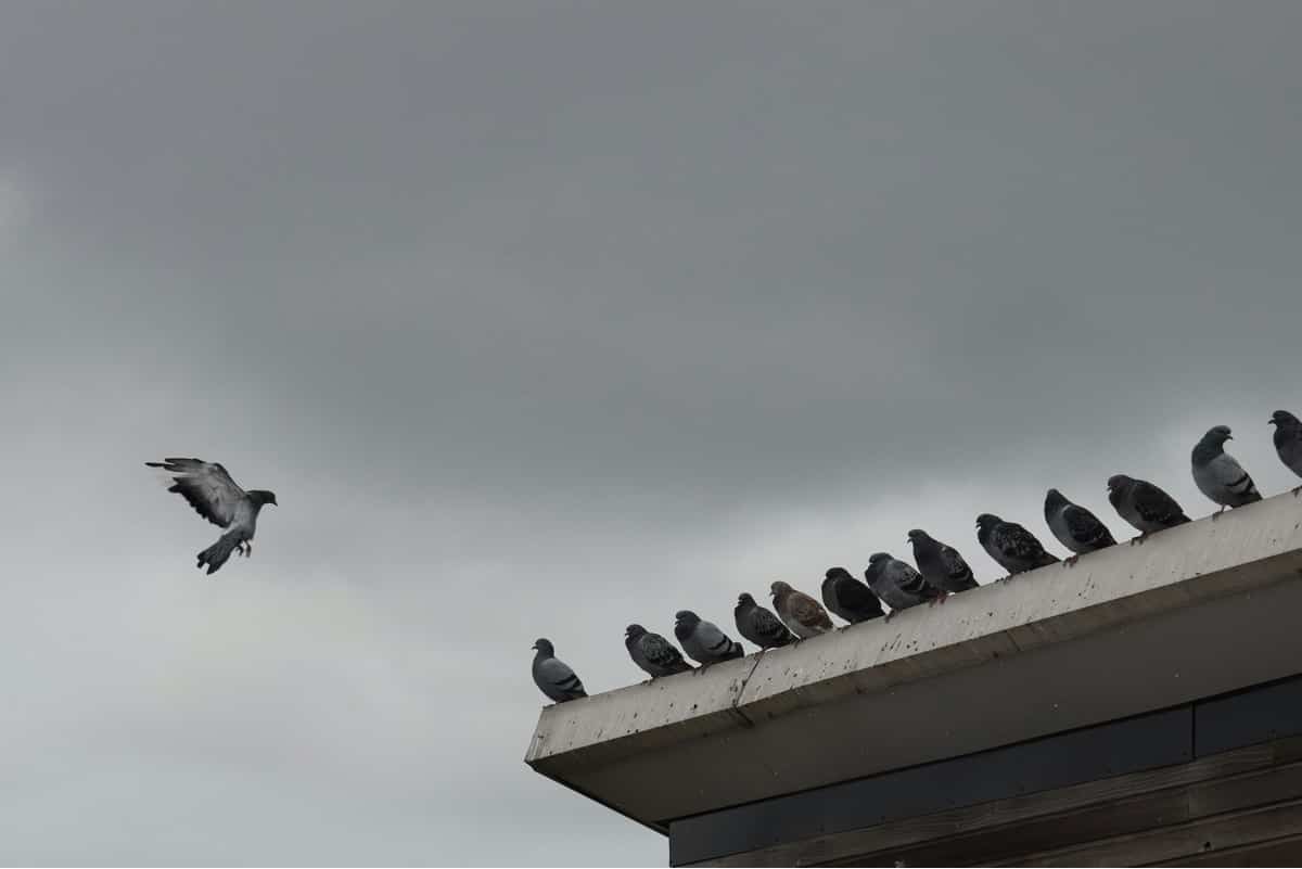 Come evitare di attirare i piccioni sui balconi e sul tetto di casa