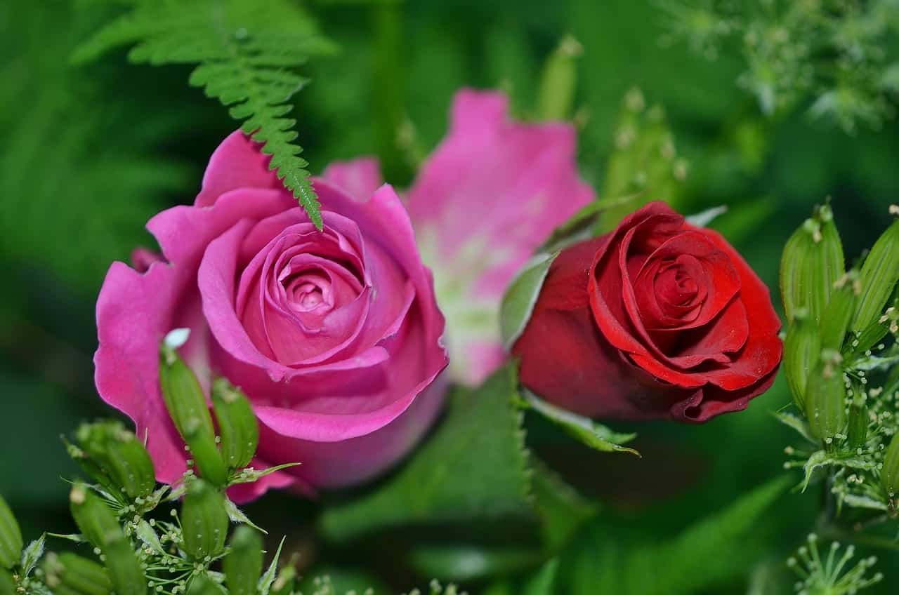Come usare il lievito per una splendida fioritura delle tue rose sia sul balcone che in giardino