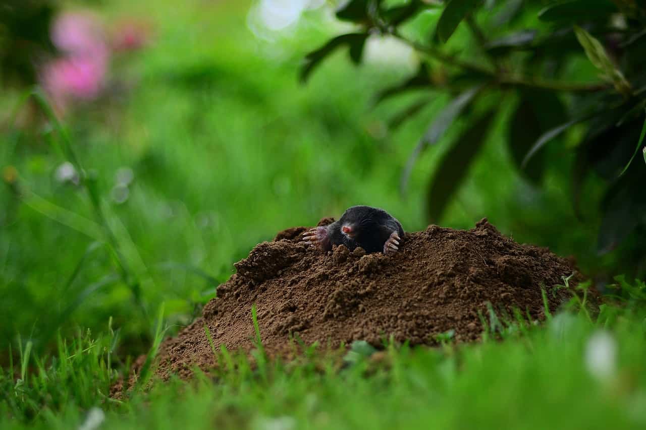 Come allontanare le talpe da orto e giardino