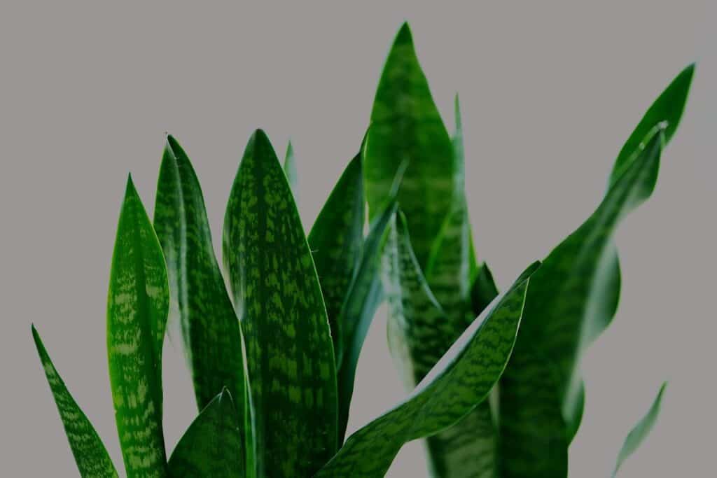 Piante da interno come Aloe Vera, Sansevieria e Spatifillo che purificano l'aria in casa